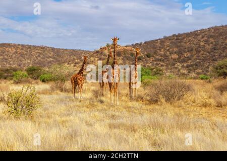 Retikulierte Giraffen, vier Kameras, in der trockenen Wildnis des Buffalo Springs National Reserve, Kenia, Afrika. 'Giraffa camelopardalis reticulata' Stockfoto