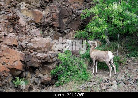 Männliche Dickhornschafe (Ovis canadensis) Fütterung von Strauch auf Basaltklippen über John Day River, North Central Oregon Wüste, Oregon, USA Stockfoto