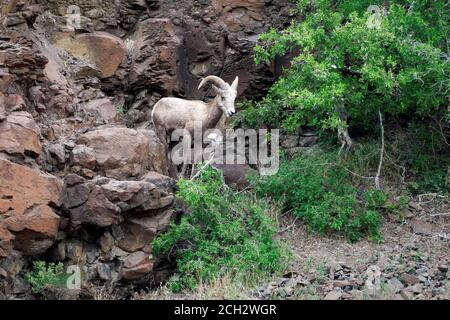 Männliche Dickhornschafe (Ovis canadensis) Fütterung von Strauch auf Basaltklippen über John Day River, North Central Oregon Wüste, Oregon, USA Stockfoto