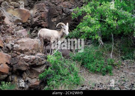 Männliche Dickhornschafe (Ovis canadensis) Fütterung von Strauch auf Basaltklippen über John Day River, North Central Oregon Wüste, Oregon, USA Stockfoto