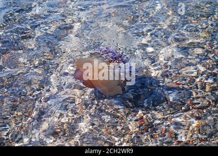 Cotylorhiza tuberculata - gebratene Eierquallen im Mittelmeer, Griechenland, Kalamos Beach Stockfoto
