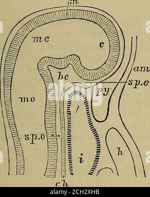 . Quains Elemente der Anatomie . DES KOPFES. 807 auch von der Mamma?, ist alles von wahrem epiblastischen Ursprung; aber ihre Blutgefäße, Bindegewebe und andere übereinander hinzugefügte Teile sind frommesoblast abgeleitet. V. FORMJ!lTION des KOPFES. Die Unterscheidung zwischen Kopf und Stamm durch die Bildung von acer^acal Constriction ist eine Änderung der vergleichsweise späten Auftreten, aber noch vor dieser Einengung erscheint, die charakteristischen Merkmale der partsin diese drei Regionen sind offensichtlich geworden. Man kann sagen, dass der Kopf zuerst aus dem kranialen Teil besteht – das Gesicht wird bei alate entwickelt Stockfoto