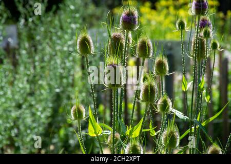 Botanische Sammlung von Heilpflanzen und Kräutern, wilden Teel oder voller dispacus sylvestris im Sommer Stockfoto