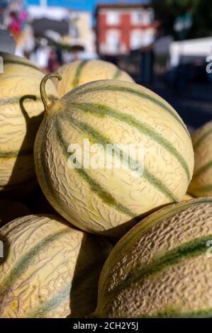 Neue Ernte von süßen Honigmelonen aus Cavaillon, Provence, Frankreich auf dem Markt Stockfoto