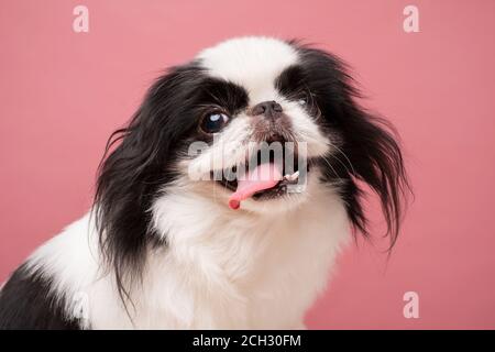 Cute Japanese Chin vor rosa Hintergrund. Studioaufnahme Stockfoto