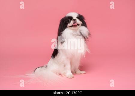 Cute Japanese Chin vor rosa Hintergrund. Studioaufnahme Stockfoto