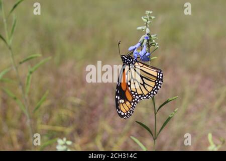 Monarch Schmetterling Fütterung auf eine bedrohte Art in Illinois, wild blau Salbei, in Morton Grove Stockfoto