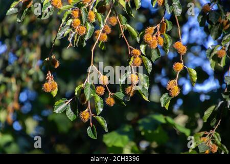 Beechnut hängt an einem Ast einer Buche, auch Fagus sylvatica oder Buchecker genannt Stockfoto