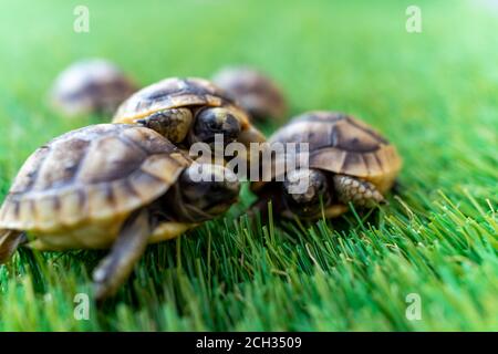 Nahaufnahme von fünf jungen hermann-Schildkröten auf Kunstrasen - Makro, selektiver Fokus, Platz für Text Stockfoto