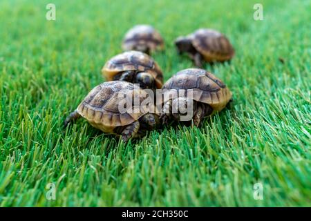 Nahaufnahme von fünf jungen hermann-Schildkröten auf Kunstrasen - Makro, selektiver Fokus, Platz für Text Stockfoto