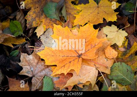 Gelbe Blätter auf dem Boden. Herbst im Park und Wald. Herbstpflanzen-Motiv. Ende des Sommers und Wechsel der Saison. Blätter fielen von den Bäumen. Stockfoto