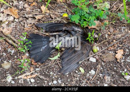 Dead Bird liegt auf einem Waldweg Stockfoto