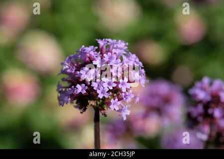 Purpetop Vervain (Verbena bonariensis) Blütenkopf sieht entzückend aus, in einem Glebe Garten, Ottawa, Ontario, Kanada. Stockfoto