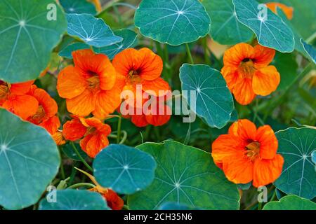 Kapuzinerkresse - südamerikanische Schlepppflanze mit runden Blättern und leuchtend orangefarbenen, gelben oder roten Zierpflanzen essbare Blüten Stockfoto