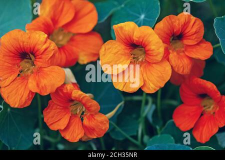 Orangengarten Kapuzinerblüten (Tropaeolum majus), Nahaufnahme Stockfoto