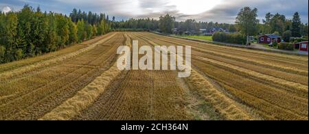 Aerial Drohne Panorama gerade geerntet kleinen Weizenfeld, wurden Feldfrüchte vor kurzem gesammelt. Kiefernwald auf der linken Seite, rote Holzhütten und Hous Stockfoto