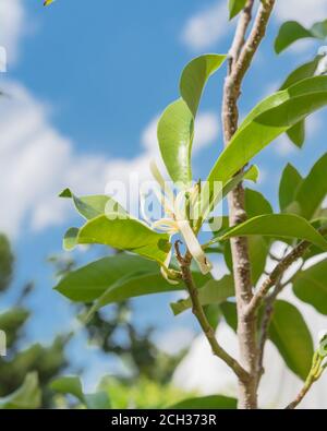 Blick nach oben auf die blühende Cananga odorata Ylang-Ylang Blume oder tropisch Parfümbaum Stockfoto