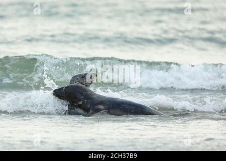 Atlantic Grey Seal, Halichoerus grypus, Spiel im Wasser, Tier schwimmen in den Wellen des Ozeans, Deutschland Stockfoto