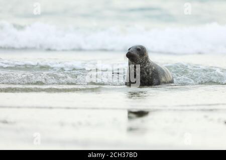 Junge Graurobbe, Halichoerus grypus, Detailportrait im blauen Wasser, Welle im Hintergrund, Tier im Wasser. Deutschland, Helgoland Stockfoto