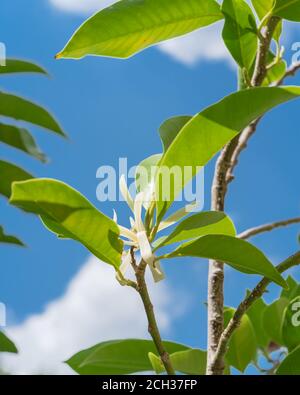 Blick nach oben auf die blühende Cananga odorata Ylang-Ylang Blume oder tropisch Parfümbaum Stockfoto