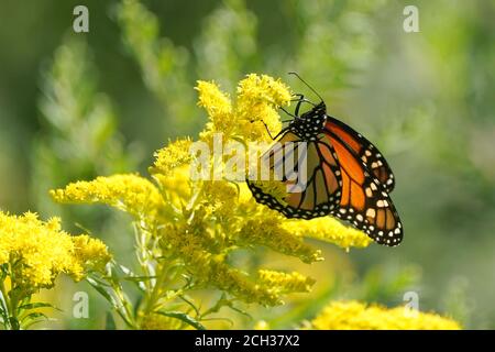 Monarch über Purple Loosestrife Stockfoto