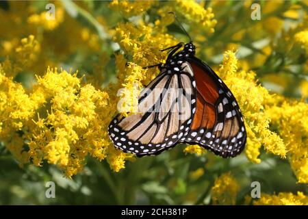 Monarch über Purple Loosestrife Stockfoto