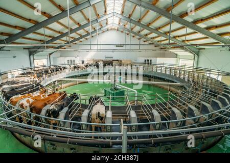 Melken von Kühen auf einem automatischen industriellen Melksystem im Milchviehbetrieb. Stockfoto