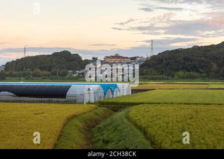 Reihen von Gewächshäusern umgeben von Reisfeldern in der Nähe von kleinen japanischen Dorf auf dem Land Stockfoto