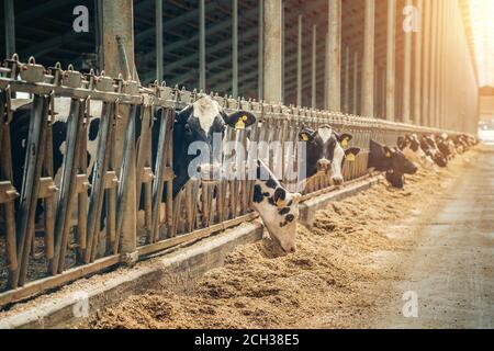 Kühe auf Milchviehbetrieb. Kühe züchten auf modernen Milch- oder Milchviehbetrieben. Stockfoto
