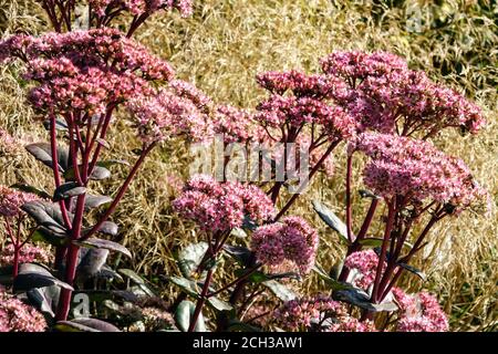 September Blumen Sedum telephium 'Joyce Henderson' Spätsommerblumen Stockfoto