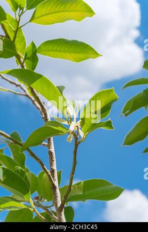 Blick nach oben auf die blühende Cananga odorata Ylang-Ylang Blume oder tropisch Parfümbaum Stockfoto