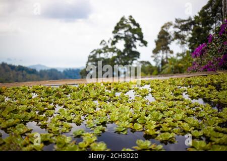 Teich mit Seerosen am Hang des Regenwaldes. Stockfoto