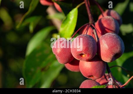Paradiesäpfel im Tau vor dem Hintergrund von grünen Blättern Stockfoto