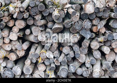 Stapel gehacktes Holz für den Winter vorbereitet Stockfoto