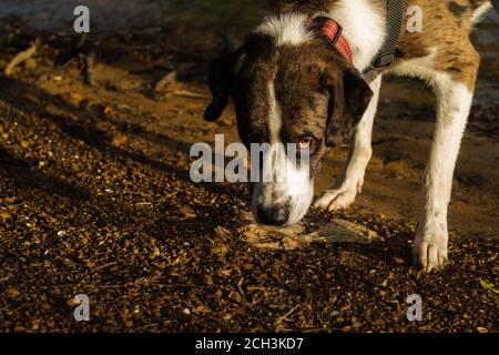 Große große Pyrenäen Mix Dog Sniffing ein Element auf der Ufer eines Sees Stockfoto