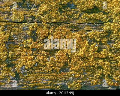 Goldenes gelbes Schild Lichen Nahaufnahme auf alten Holzplatten Oberfläche, Hintergrund Stockfoto