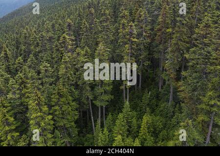 Erstaunliche Luftaufnahme der grünen Nadelbäume, die im Wald wachsen Am Hang des Berges in Whistler Blackcomb Ski Resort Stockfoto