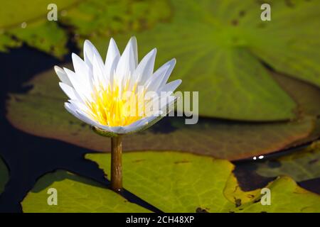 Leuchtend blühende weiße Lotusblume (Nymphaea nouchali) Stockfoto