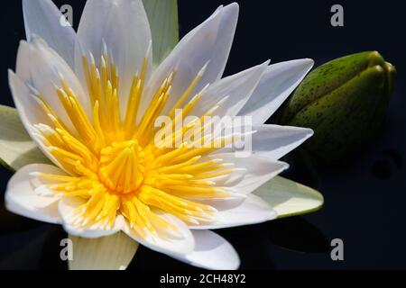 Wasserlilie des weißen Sterns Lotus mit Blumenzwiebel (Nymphaea nouchali) Stockfoto