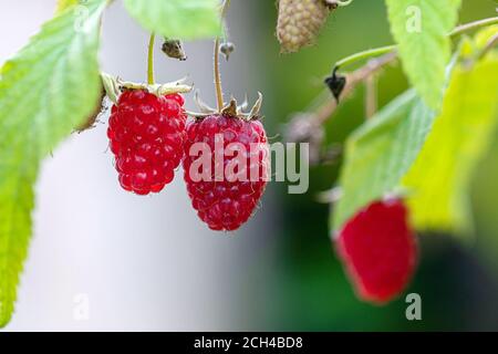 Rote reife Himbeeren wachsen in Bio-Haushalt Cottage Garten Stockfoto