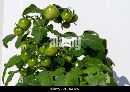 Eine Gruppe unreifer grüner Kirschtomaten, die an einer Weinrebe hängen. Stockfoto