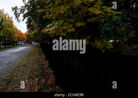 Eine dunkle nasse Straße mit großen Ahornbäumen. Die Blätter auf den reifen Bäumen sind eine Reihe von Farben. Einige sind grün, orange, rot und mehrfarbig. Stockfoto