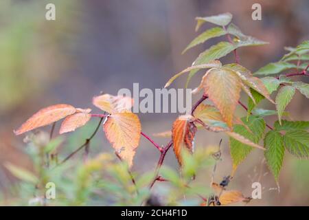 Eine Nahaufnahme eines Clusters von grünen Blättern und anderen Herbstblättern, die ihre Farbe in verschiedene Orange-Schattierungen ändern. Der Erlenstrauch hat einen sehr dünnen Stiel. Stockfoto