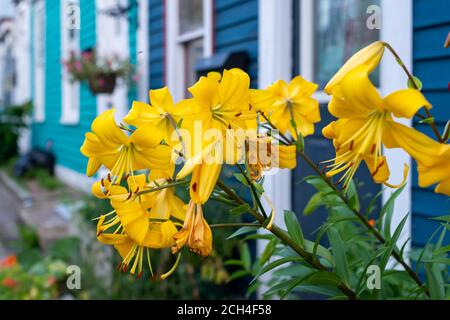 Bunte gelbe Blüten in einem Blumenkasten, der an einem hellblauen Haus befestigt ist. An der Außenwand ist ein Briefkasten, zusammen mit einem Blumentopf Stockfoto