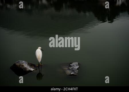 Rückansicht eines Egretta Thula auf der Suche nach Fischen in einer Lagune. Weißer Vogel in La Laguna de LA MOLINA, Lima, Perú. Stockfoto