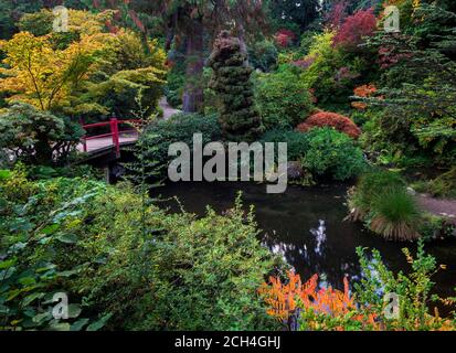 Fußgängerbrücke über den Teich umgeben von Ahornbäume im Herbst Farbe bei Kubota japanische Gärten, Seattle, Washington Stockfoto