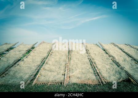 Aufwärts Ansicht Reihe von Bambuszäunen mit vietnamesischen Reis vermicelli Trocknen in der Sonne außerhalb von Hanoi, Vietnam Stockfoto