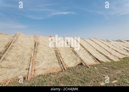 Aufwärts Ansicht Reihe von Bambuszäunen mit vietnamesischen Reis vermicelli Trocknen in der Sonne außerhalb von Hanoi, Vietnam Stockfoto