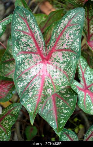 Schöne Blätter von Caladiun spp. Auf natürlichem Hintergrund. Caladium ist eine Gattung von blühenden Pflanzen in der Familie Araceae. Sie sind oft vom CO bekannt Stockfoto