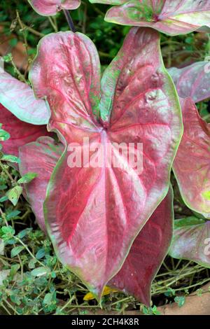 Schöne Blätter von Caladiun spp. Auf natürlichem Hintergrund. Caladium ist eine Gattung von blühenden Pflanzen in der Familie Araceae. Sie sind oft vom CO bekannt Stockfoto